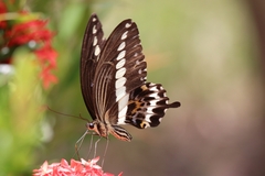 Papilio gigon