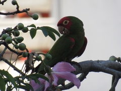 Psittacara erythrogenys