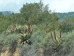 Aloe ferox