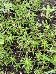 Portulaca pilosa