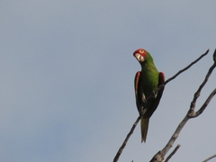 Psittacara erythrogenys