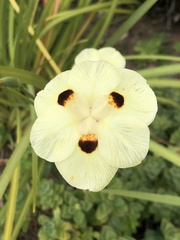 Dietes bicolor