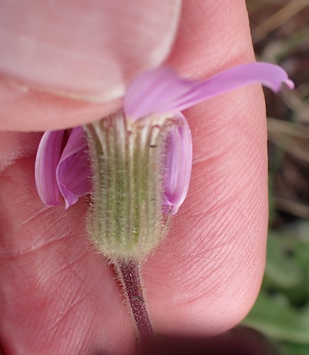Image of Senecio speciosus by no rights reserved