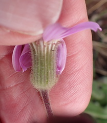 Senecio speciosus