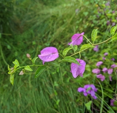 Bougainvillea
