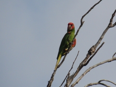 Psittacara erythrogenys
