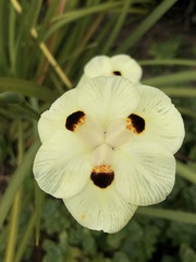 Dietes bicolor