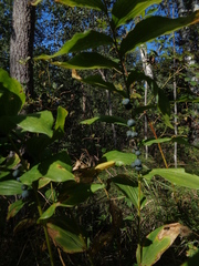 Polygonatum multiflorum