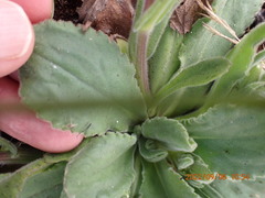 Senecio speciosus