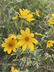 Bidens trichosperma