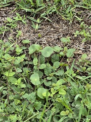 Hydrocotyle bonariensis