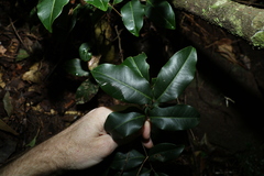 Mischocarpus anodontus