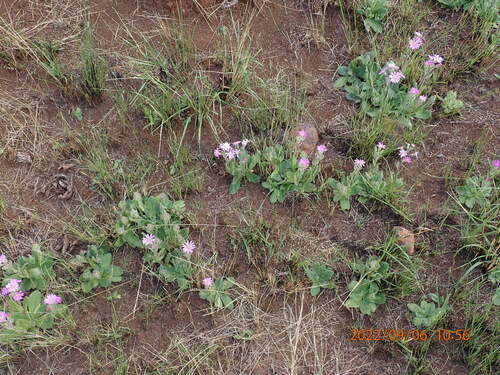Image of Senecio speciosus by no rights reserved