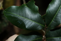 Mischocarpus anodontus