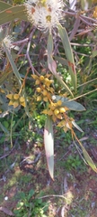 Eucalyptus diversifolia