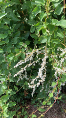 Fallopia baldschuanica