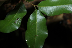 Mischocarpus anodontus