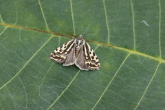 Acontia trabealis