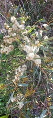 Eucalyptus diversifolia
