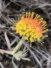Leucospermum prostratum