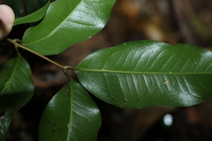 Mischocarpus anodontus