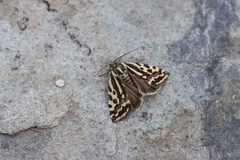 Acontia trabealis