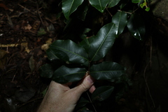 Mischocarpus anodontus