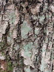 Lecanora thysanophora