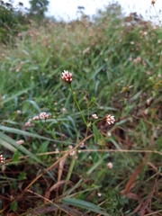 Persicaria sagittata
