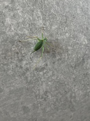 Leptophyes punctatissima