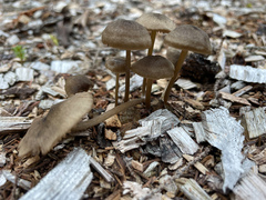 Pluteus cervinus