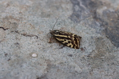 Acontia trabealis