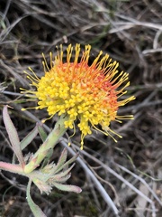 Leucospermum prostratum