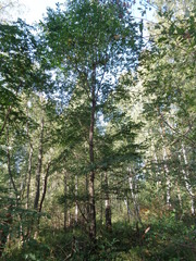 Ulmus glabra