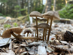 Pluteus cervinus