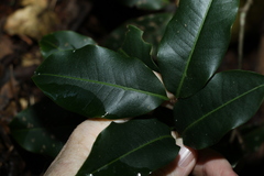 Mischocarpus anodontus