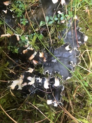 Peltigera
