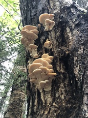 Climacodon septentrionalis