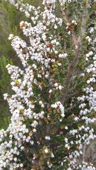 Erica scabriuscula