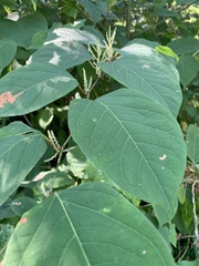 Reynoutria sachalinensis