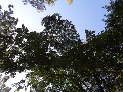 Ulmus glabra