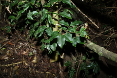 Mischocarpus anodontus