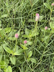Gomphrena