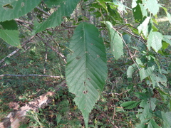 Ulmus glabra