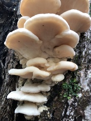 Climacodon septentrionalis