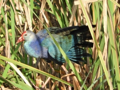 Porphyrio poliocephalus