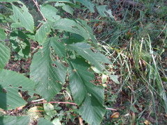 Ulmus glabra