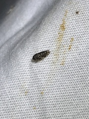 Xestocephalus tessellatus