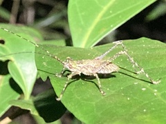 Phricta spinosa