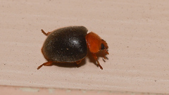 Rhyzobius lophanthae